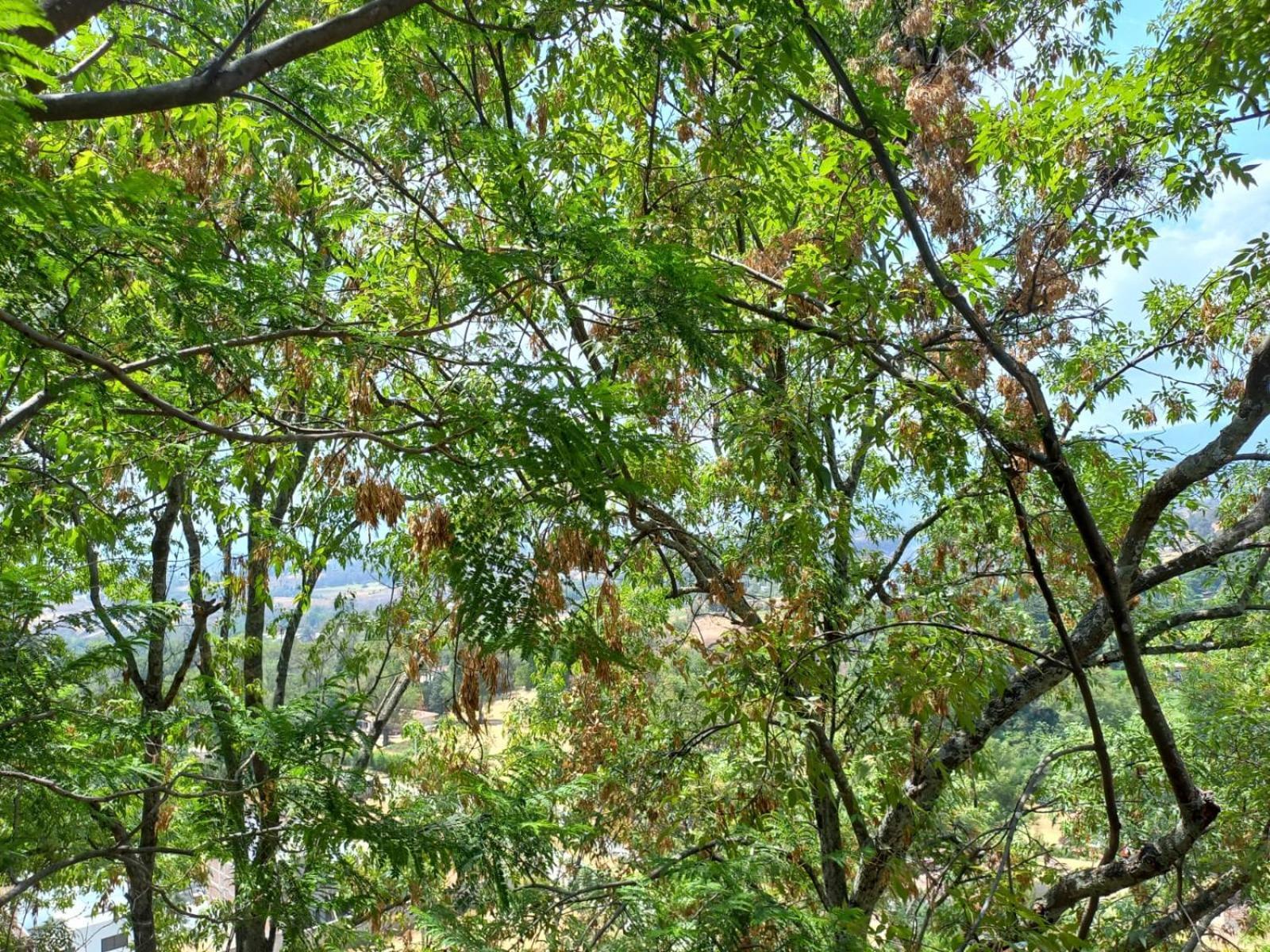 Solache Inn Zitácuaro Pokój zdjęcie